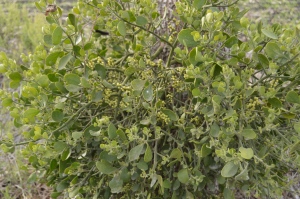 Texas Mistletoe