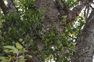 Female Mistletoe